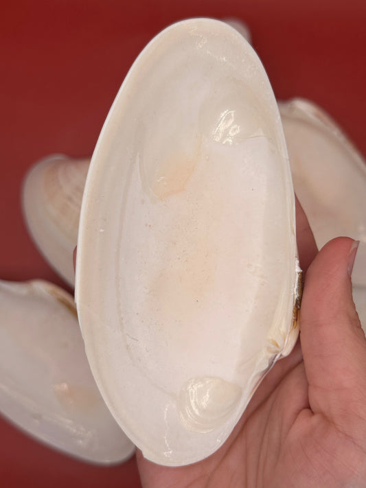 Bulk Sunray Venus Clam Halves – 3-5" Craft Shells for DIY & Decoupage (Macrocallista nimbosa)