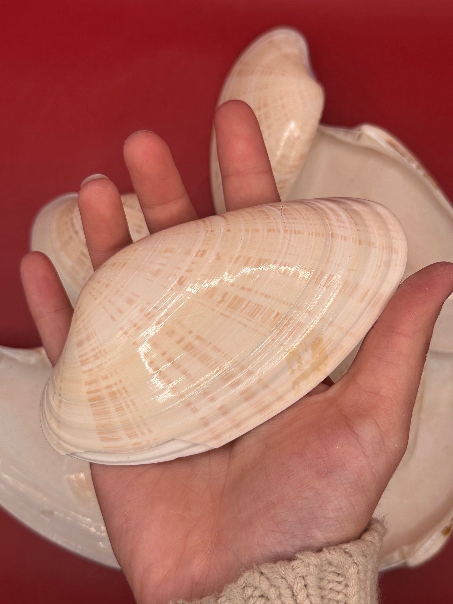 Bulk Sunray Venus Clam Halves – 3-5" Craft Shells for DIY & Decoupage (Macrocallista nimbosa)