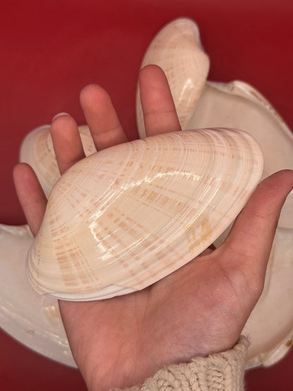 Bulk Sunray Venus Clam Halves – 3-5" Craft Shells for DIY & Decoupage (Macrocallista nimbosa)