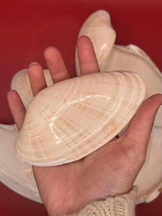 Bulk Sunray Venus Clam Halves – 3-5" Craft Shells for DIY & Decoupage (Macrocallista nimbosa)