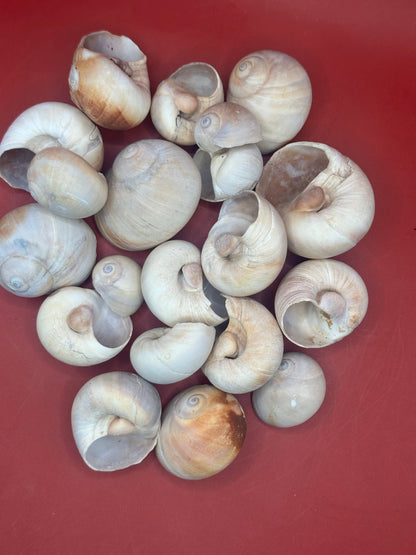 Beach Collected Whale’s Eye Moon Snail Shells – 1-2" Natural Craft Shells (Neverita didyma)