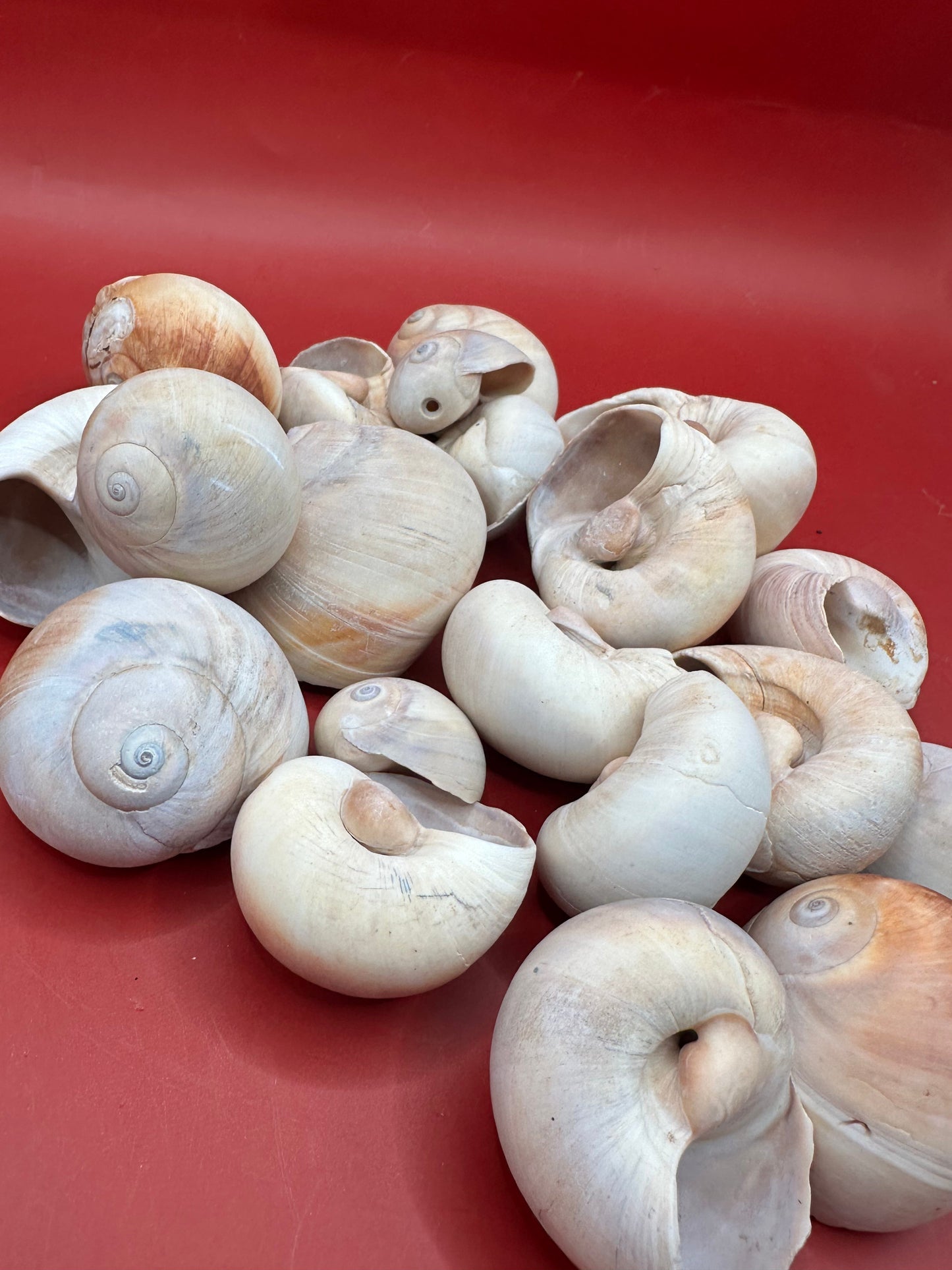 Beach Collected Whale’s Eye Moon Snail Shells – 1-2" Natural Craft Shells (Neverita didyma)