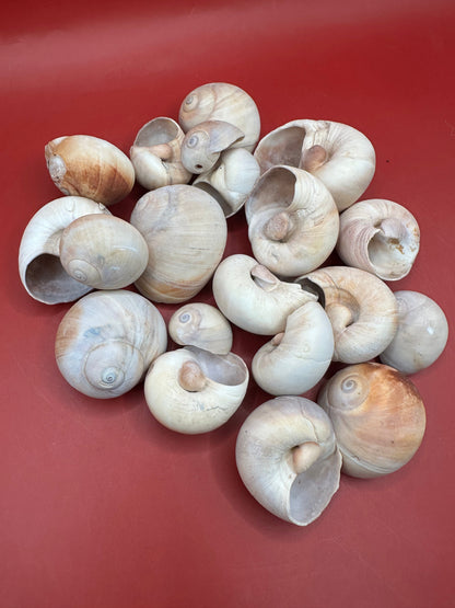 Beach Collected Whale’s Eye Moon Snail Shells – 1-2" Natural Craft Shells (Neverita didyma)