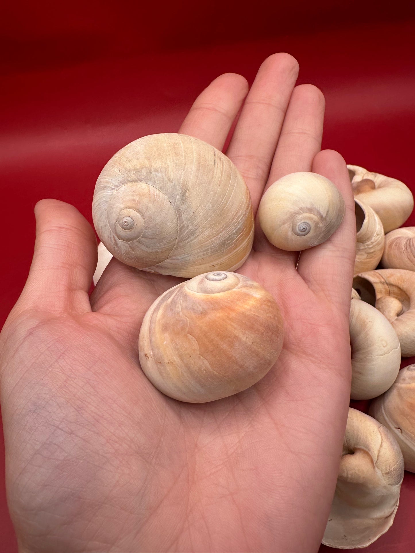 Beach Collected Whale’s Eye Moon Snail Shells – 1-2" Natural Craft Shells (Neverita didyma)