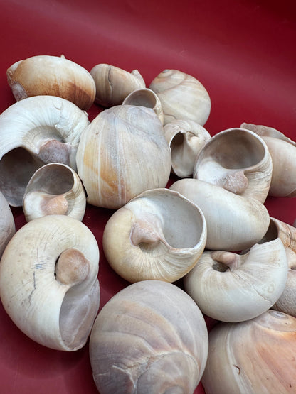 Beach Collected Whale’s Eye Moon Snail Shells – 1-2" Natural Craft Shells (Neverita didyma)