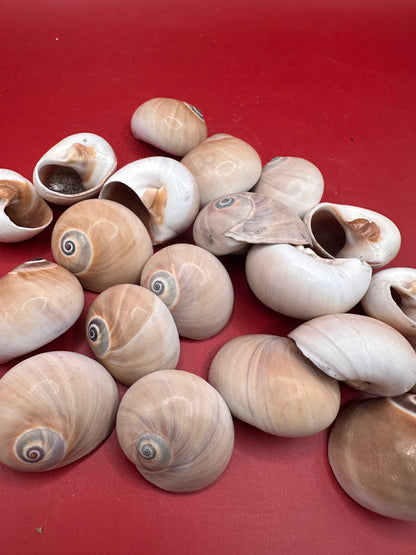 Processed Whale’s Eye Moon Snail Shells – 1" & 1-1.5" Craft Shells (Neverita didyma)