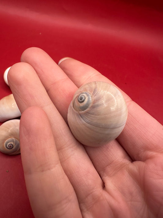 Processed Whale’s Eye Moon Snail Shells – 1" & 1-1.5" Craft Shells (Neverita didyma)