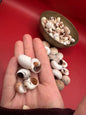 Processed Whale’s Eye Moon Snail Shells – 1" & 1-1.5" Craft Shells (Neverita didyma)