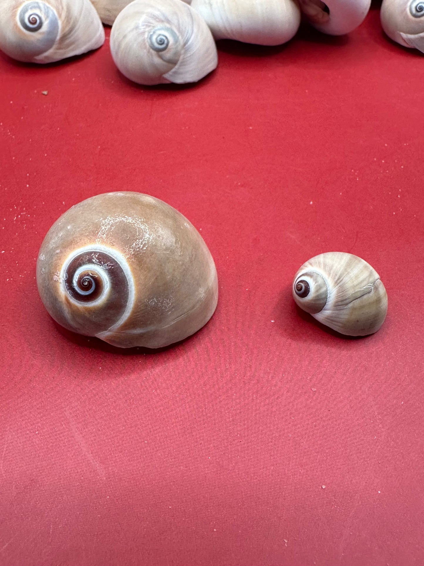 Processed Whale’s Eye Moon Snail Shells – 1" & 1-1.5" Craft Shells (Neverita didyma)