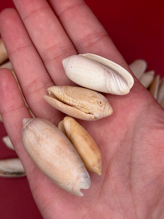Bulk Olive Shells (Olividae) – 1.5 lbs Beach Weathered Craft Shells 1-2"