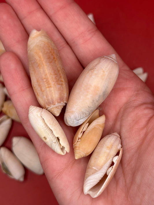 Bulk Olive Shells (Olividae) – 1.5 lbs Beach Weathered Craft Shells 1-2"