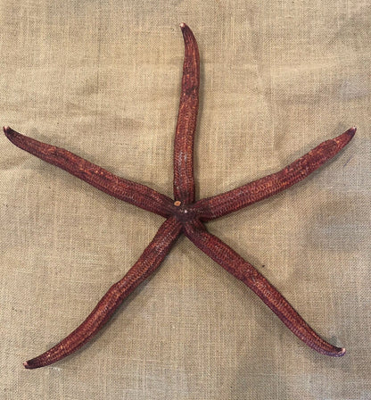 Giant Red Starfish 20"