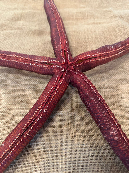 Giant Red Starfish 20"