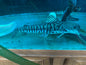 Dolphin Head Tiger ShovelNose Catfish 16"