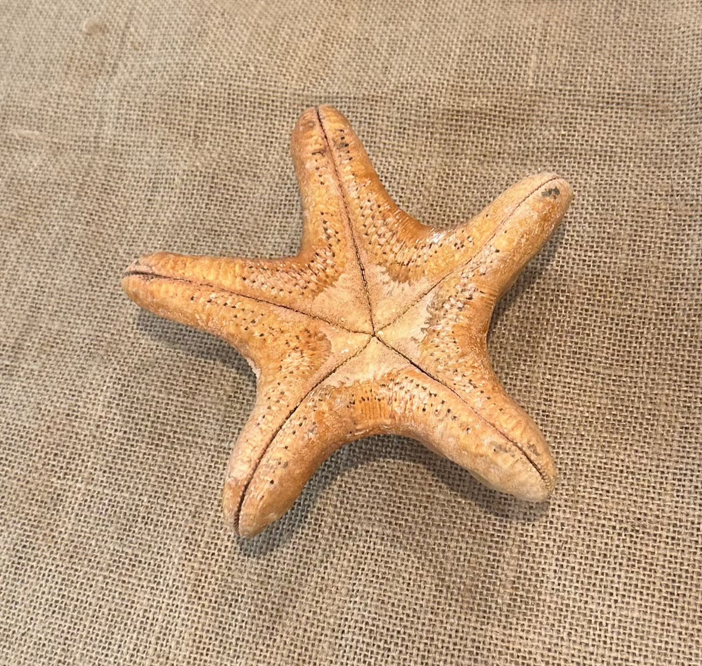 Red Wax Starfish 6"