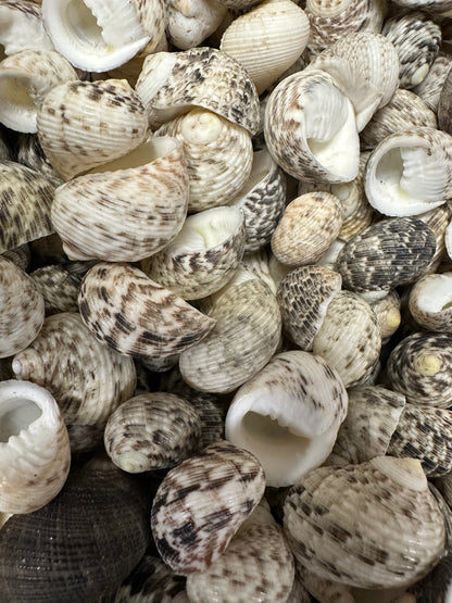 Bulk Mixed Nerita Shells – 1” & Under Craft Shells Nerita sp.