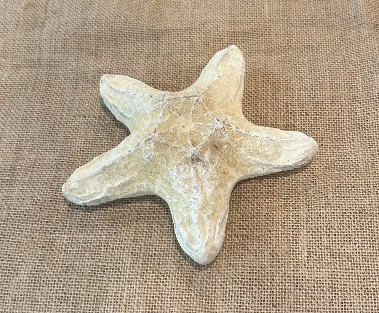 White Wax Starfish 6"