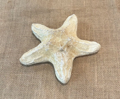 White Wax Starfish 6"