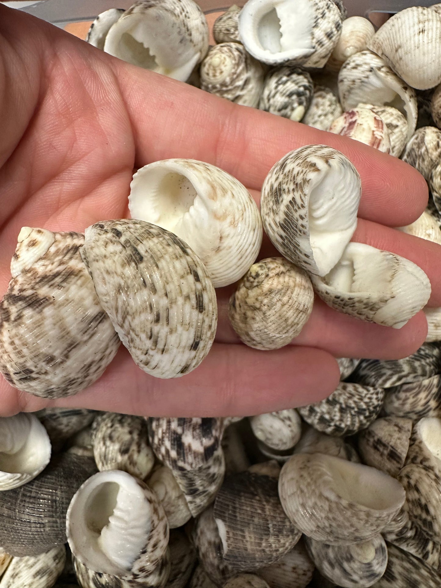Bulk Mixed Nerita Shells – 1” & Under Craft Shells Nerita sp.