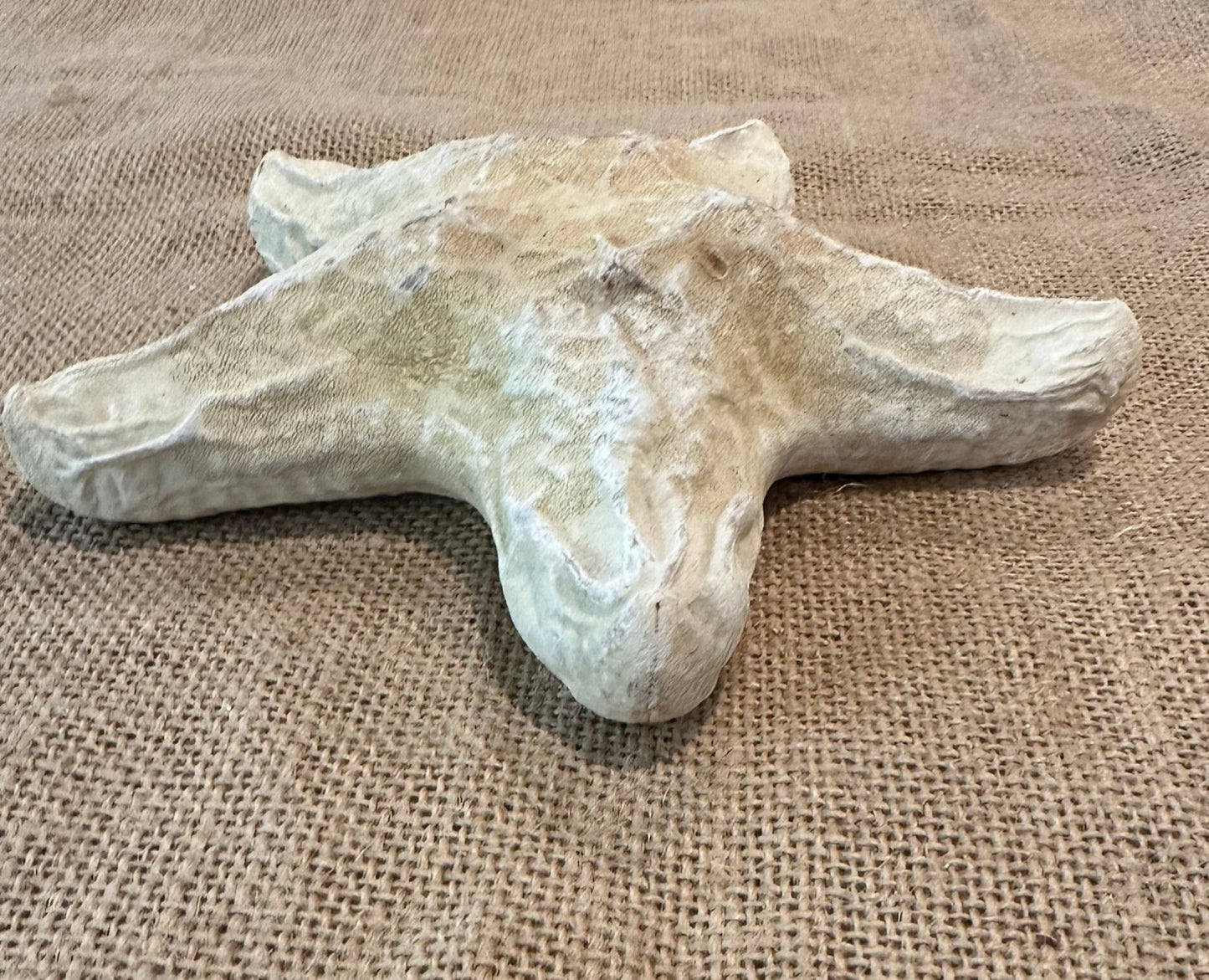 White Wax Starfish 6"