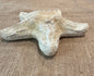 White Wax Starfish 6"