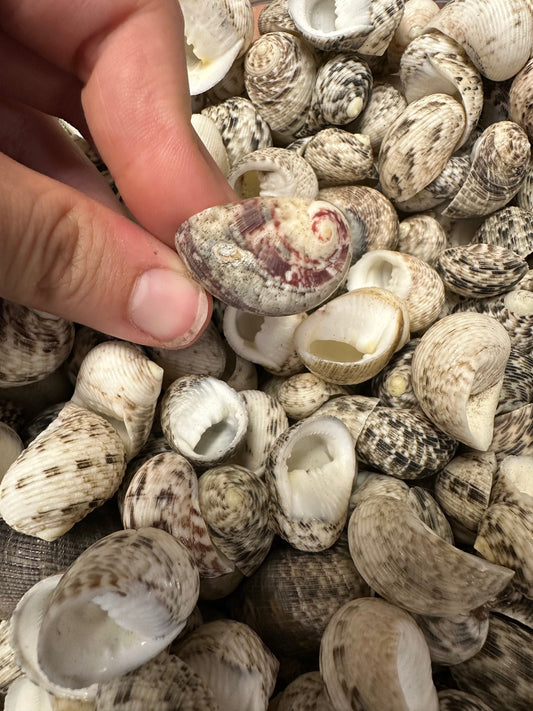 Bulk Mixed Nerita Shells – 1” & Under Craft Shells Nerita sp.