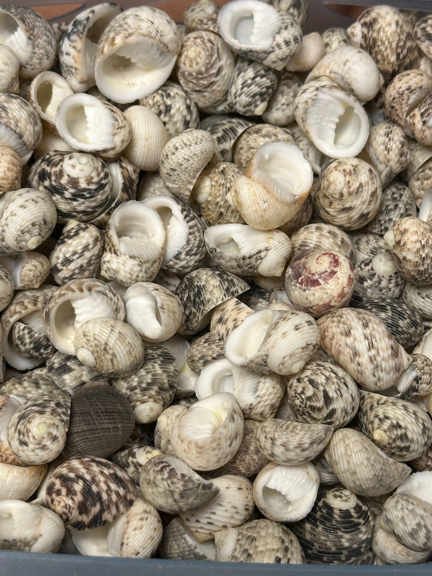 Bulk Mixed Nerita Shells – 1” & Under Craft Shells Nerita sp.