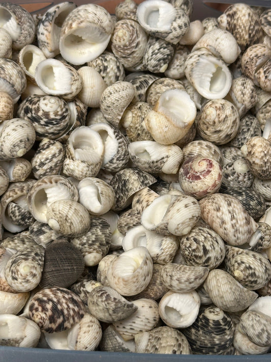 Bulk Mixed Nerita Shells – 1” & Under Craft Shells Nerita sp.