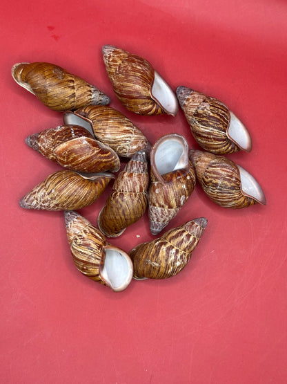 Chrysallis chrysalidformis Land Snail Shells – 2–3" for DIY Projects