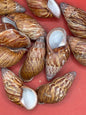 Chrysallis chrysalidformis Land Snail Shells – 2–3" for DIY Projects