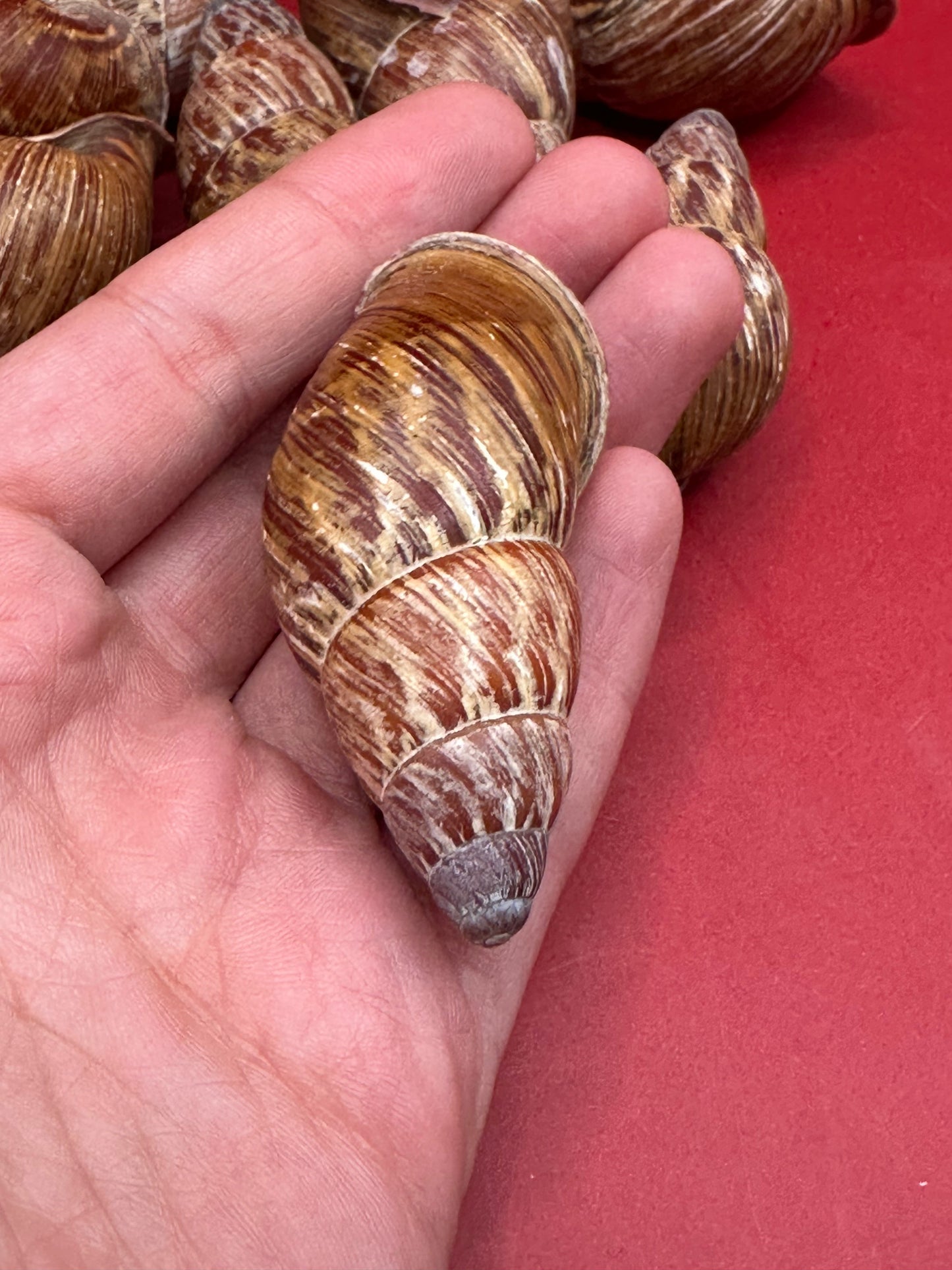 Chrysallis chrysalidformis Land Snail Shells – 2–3" for DIY Projects