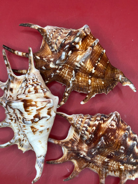 Common Spider Shell - Lambis lambis 5–6" Dark Variety
