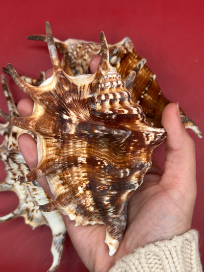 Common Spider Shell - Lambis lambis 5–6" Dark Variety