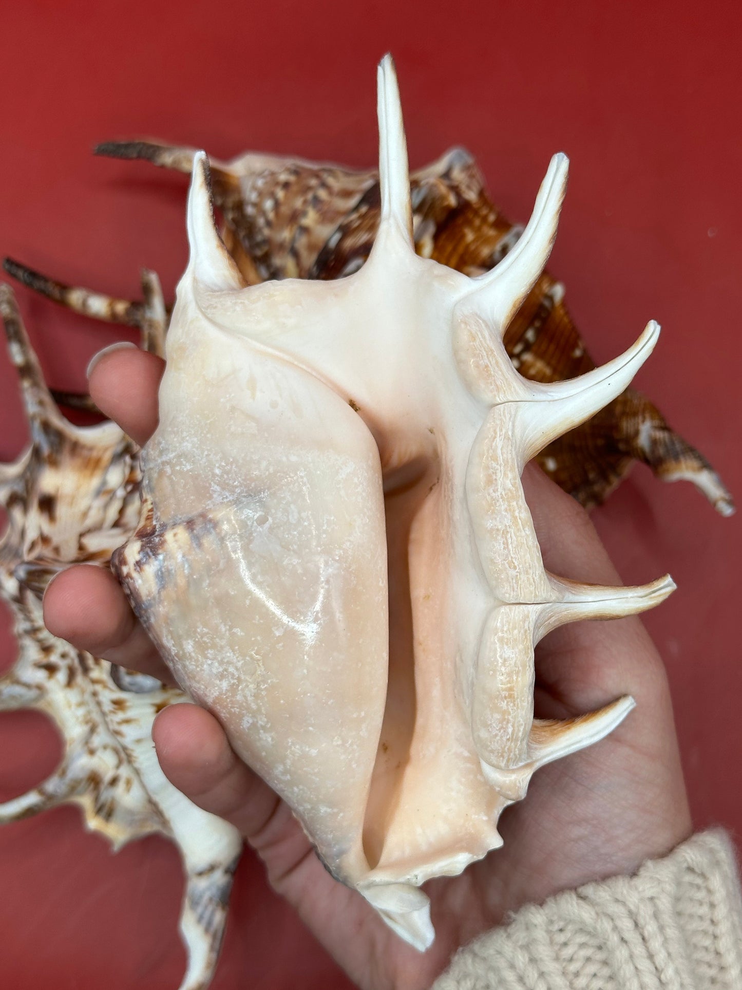 Common Spider Shell - Lambis lambis 5–6" Dark Variety