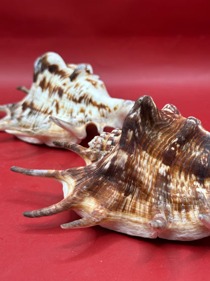 Common Spider Shell - Lambis lambis 5–6" Dark Variety