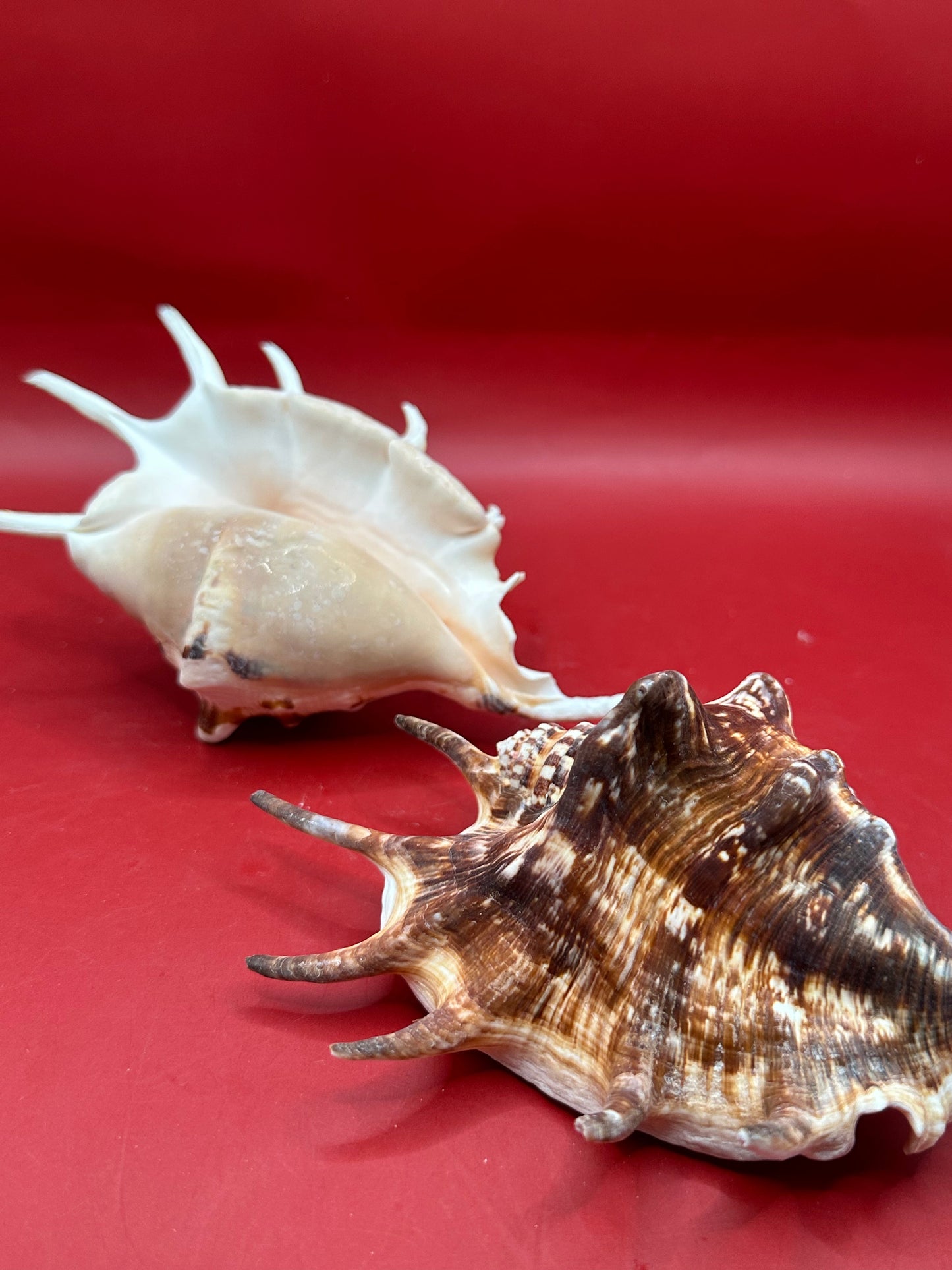 Common Spider Shell - Lambis lambis 5–6" Dark Variety