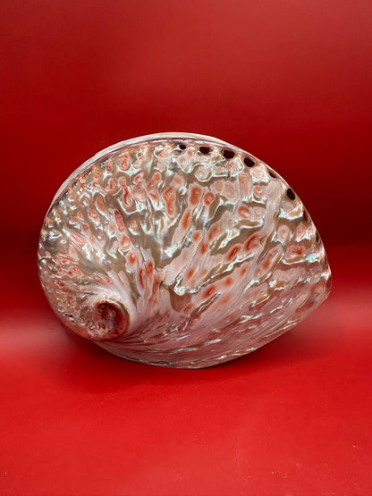 Polished White Midas Abalone 6" – Haliotis midae Coastal Display Shell