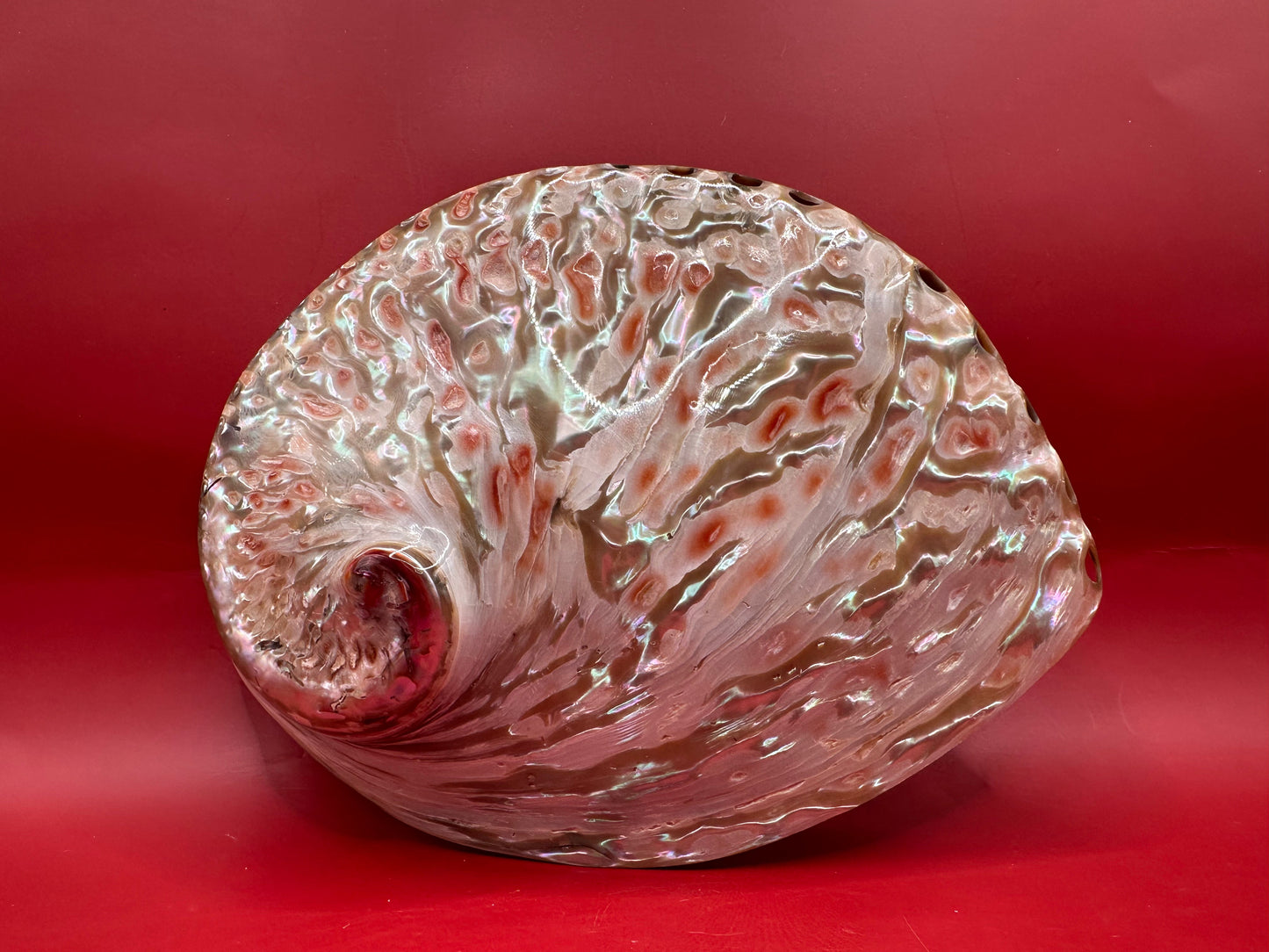 Polished White Midas Abalone 6" – Haliotis midae Coastal Display Shell