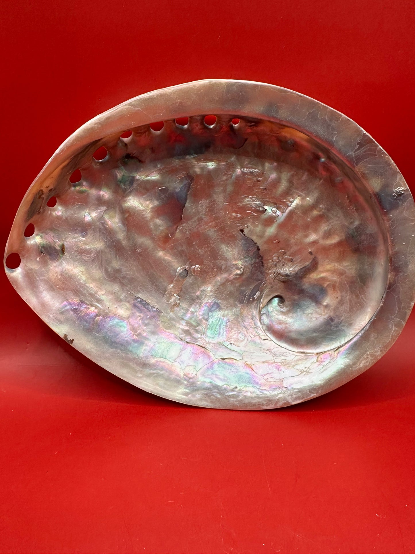 Polished White Midas Abalone 6" – Haliotis midae Coastal Display Shell