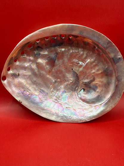 Polished White Midas Abalone 6" – Haliotis midae Coastal Display Shell