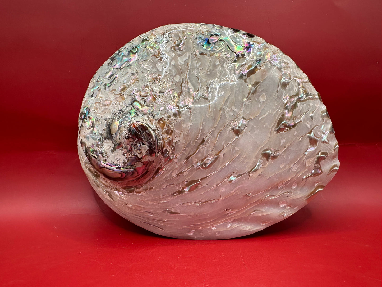 Polished Midas Abalone 6.25" – Haliotis midae Coastal Display Shell