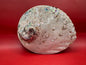 Polished Midas Abalone 6.25" – Haliotis midae Coastal Display Shell