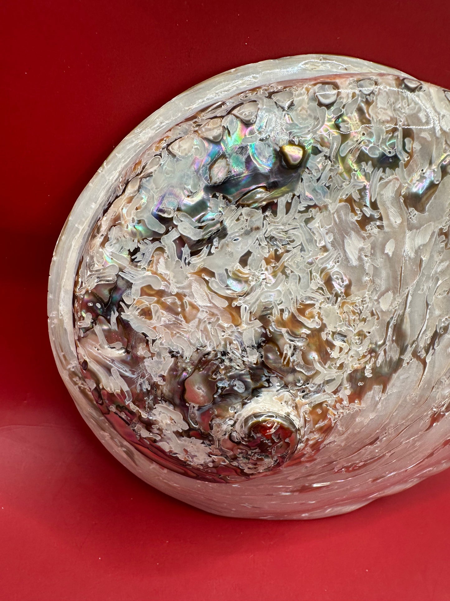 Polished Midas Abalone 6.25" – Haliotis midae Coastal Display Shell