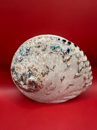 Polished Midas Abalone 6.25" – Haliotis midae Coastal Display Shell