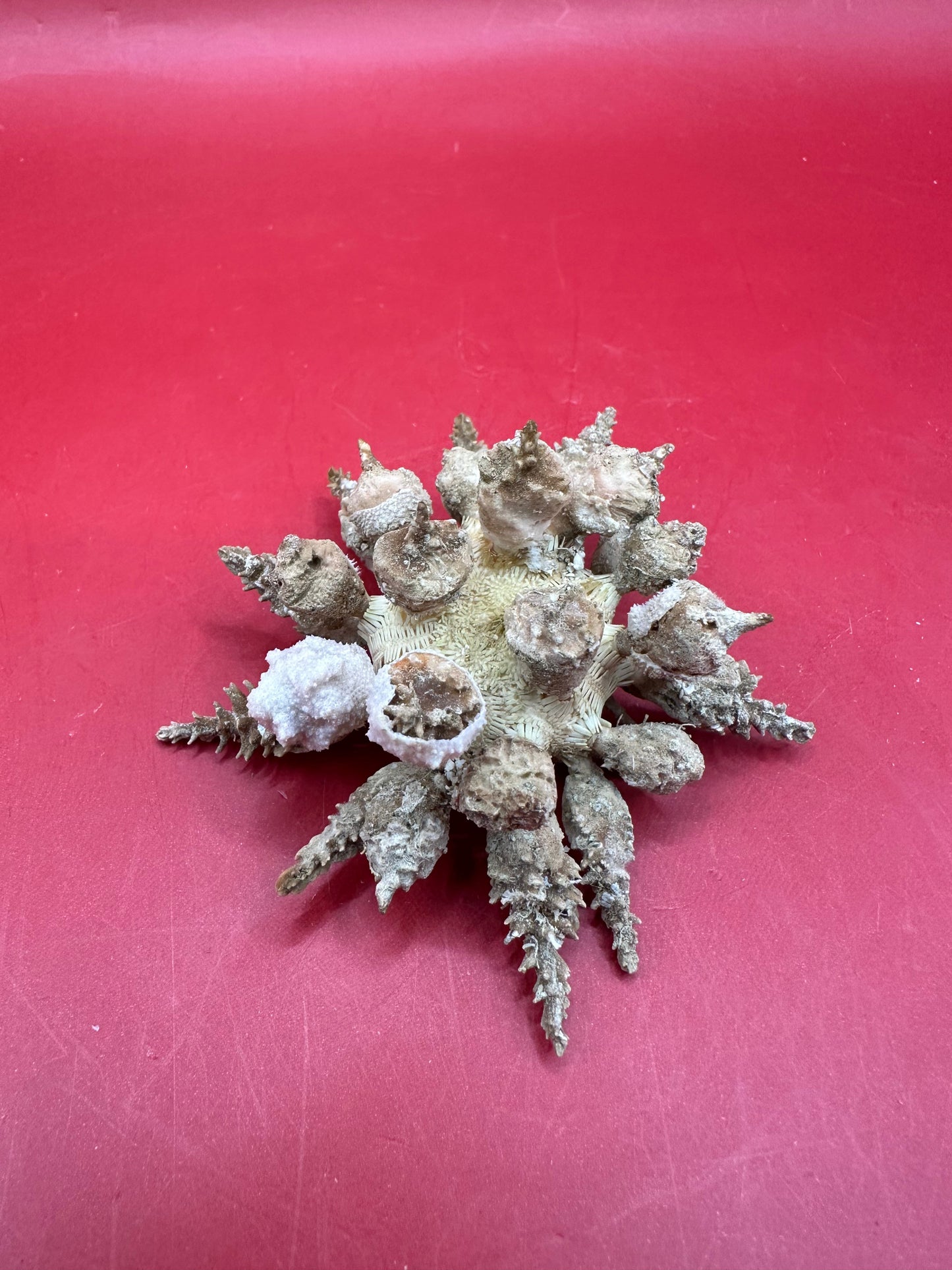 Pine Tree Urchin with Spines – Psychocidaris oshimai, 3"