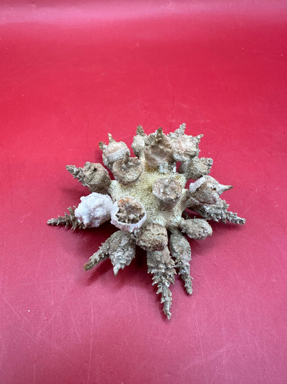 Pine Tree Urchin with Spines – Psychocidaris oshimai, 3"