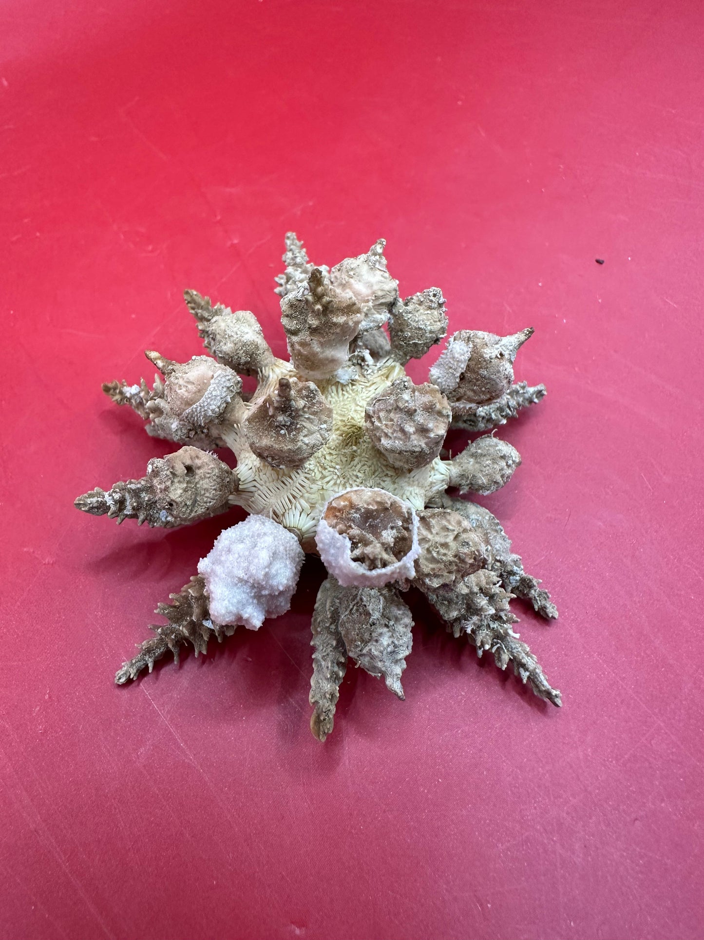 Pine Tree Urchin with Spines – Psychocidaris oshimai, 3"