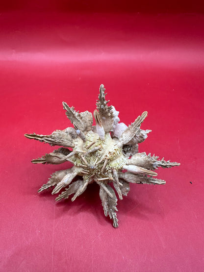 Pine Tree Urchin with Spines – Psychocidaris oshimai, 3"