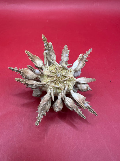 Pine Tree Urchin with Spines – Psychocidaris oshimai, 3"