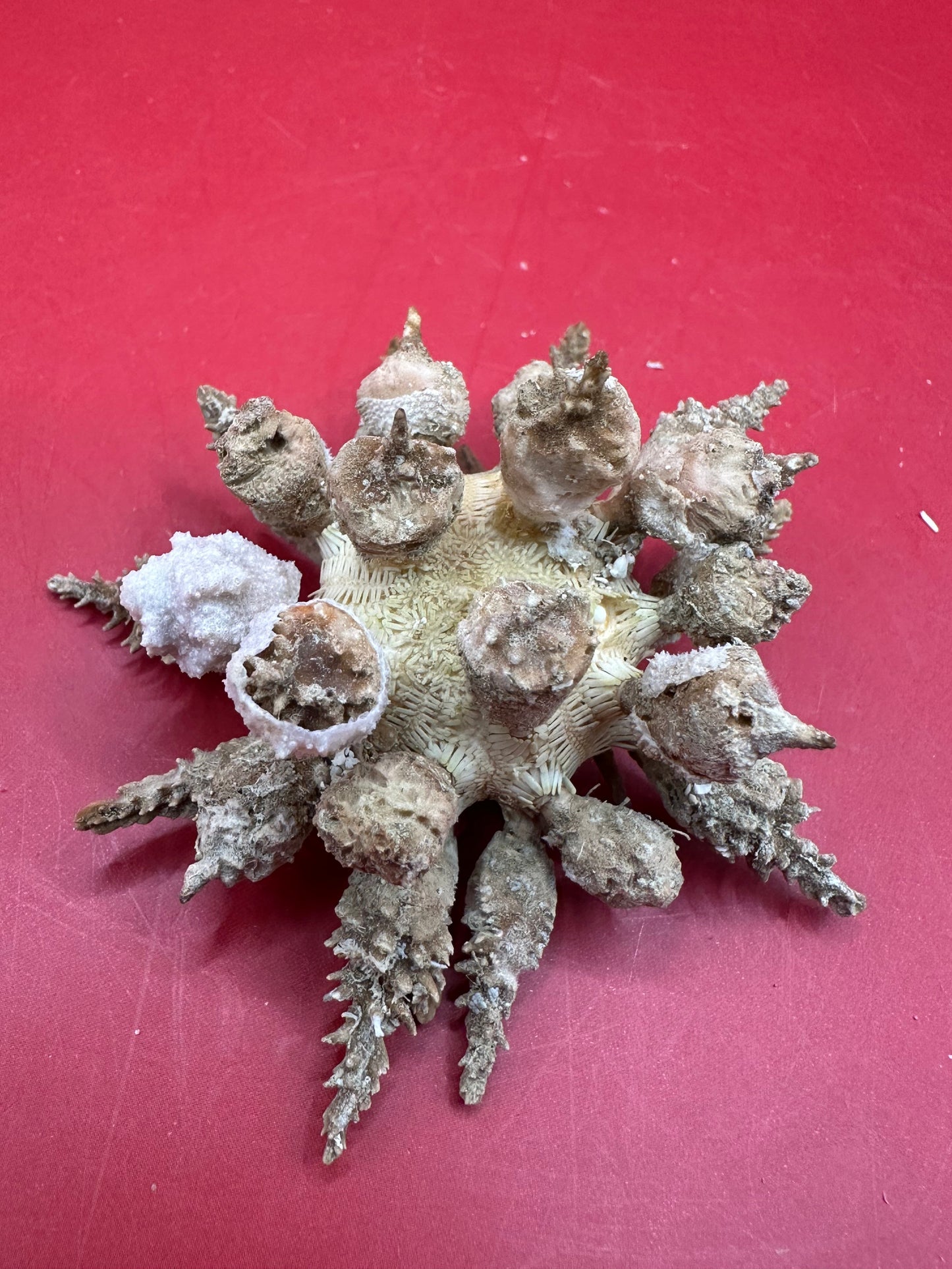 Pine Tree Urchin with Spines – Psychocidaris oshimai, 3"